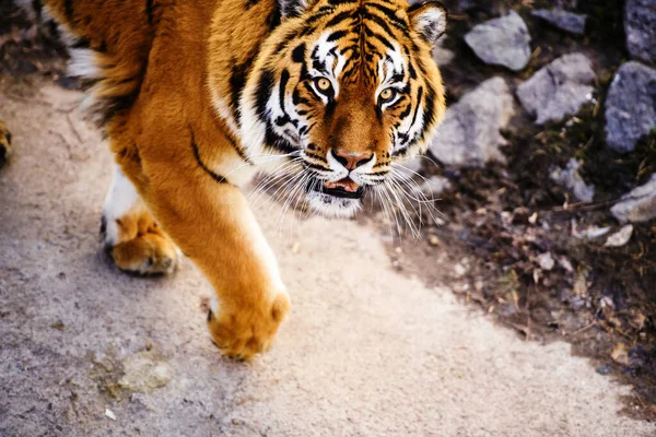 Bel Animal Tigre Sur Fond — Photo