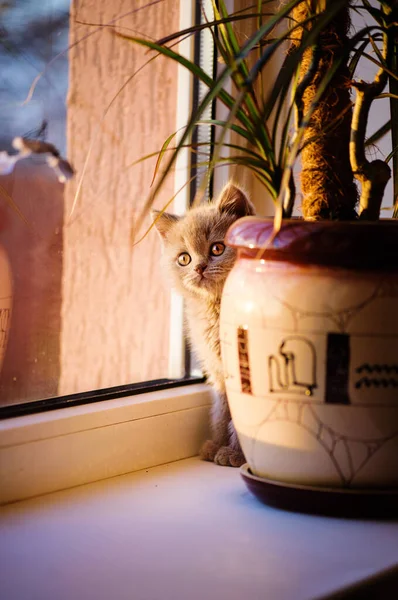 Gatinho Bonito Fundo — Fotografia de Stock