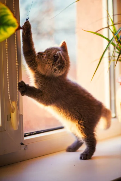 Lindo Gatito Fondo — Foto de Stock