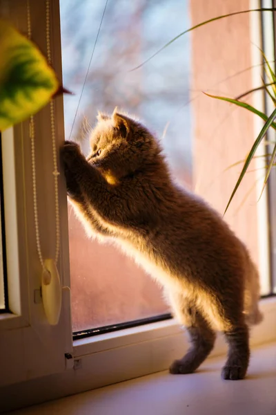 Söt Liten Kattunge Bakgrunden — Stockfoto