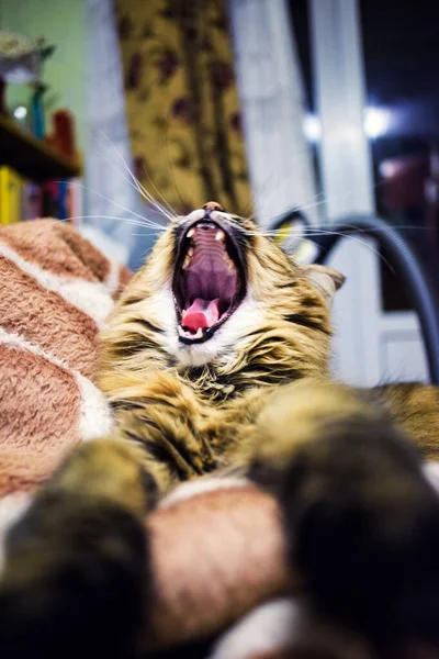 Leuke Kat Selectieve Focus — Stockfoto