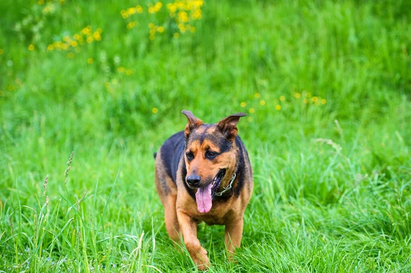 Смешная собака на зеленой траве — стоковое фото
