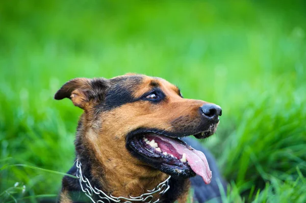 Grappige hond op groen gras — Stockfoto