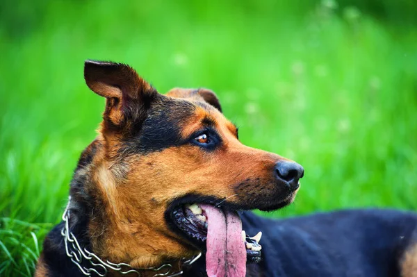 Porträtt av en vacker hund — Stockfoto
