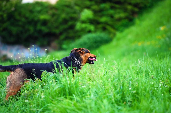 Güzel bir köpeğin portresi. — Stok fotoğraf