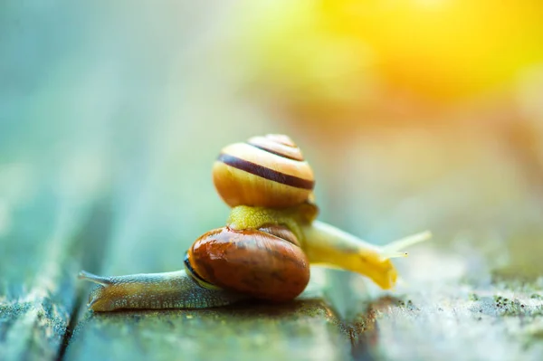 Two snails moving in opposite directions, an old wooden surface — Stok fotoğraf