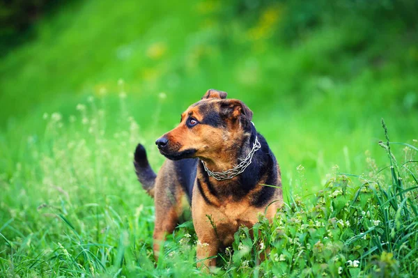 Retrato de um belo cão — Fotografia de Stock