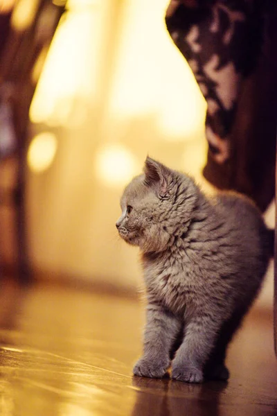 Cute Little Kitten Background — Stock Photo, Image