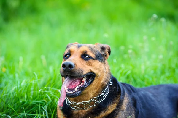 Αστείο σκυλί στο πράσινο γρασίδι — Φωτογραφία Αρχείου