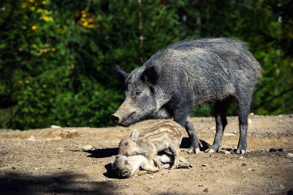 Cinghiale nella foresta autunnale — Foto Stock