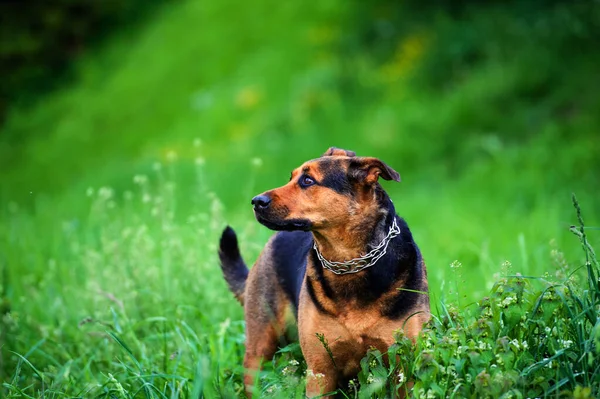 Retrato de um belo cão — Fotografia de Stock