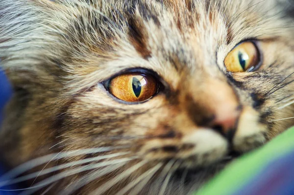 Portrait of a funny cat — Stock Photo, Image