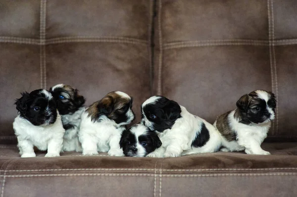 Cute puppies are sitting on the couch — Stock Photo, Image