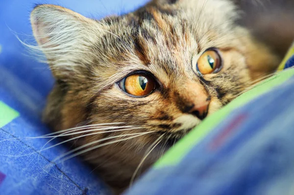 Portrait of a funny cat — Stock Photo, Image