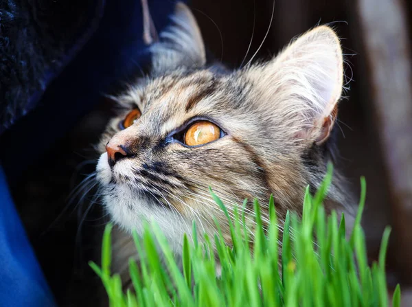 Dulce gato y hierba verde. Primavera . — Foto de Stock