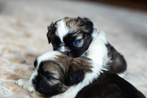 Portrait Cute Playful Puppies — Stock Photo, Image