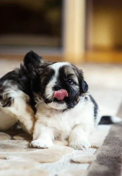 Portrait Cute Playful Puppies — Stock Photo, Image