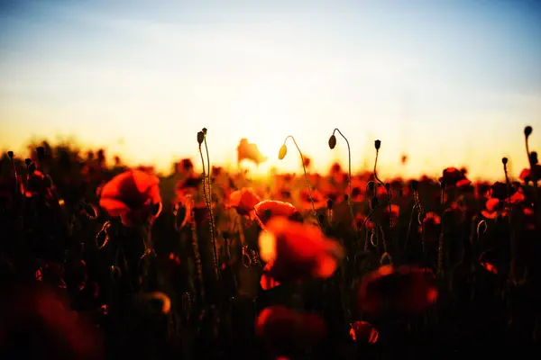 Hermoso campo de amapolas rojas en la luz del atardecer — Foto de Stock