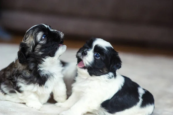 Cute puppies are sitting on the couch — Stock Photo, Image