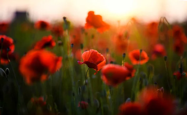 Beautiful field of red poppies in the sunset light — Stock Photo, Image