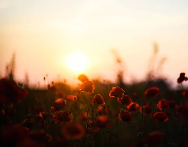 Krásné pole červených máků ve světle západu slunce — Stock fotografie
