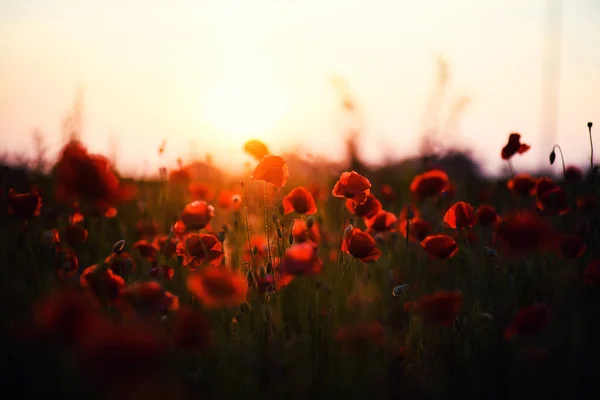 Hermoso campo de amapolas rojas en la luz del atardecer — Foto de Stock