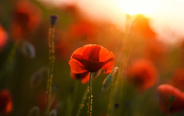 Wunderschönes Feld roter Mohnblumen im Licht des Sonnenuntergangs — Stockfoto