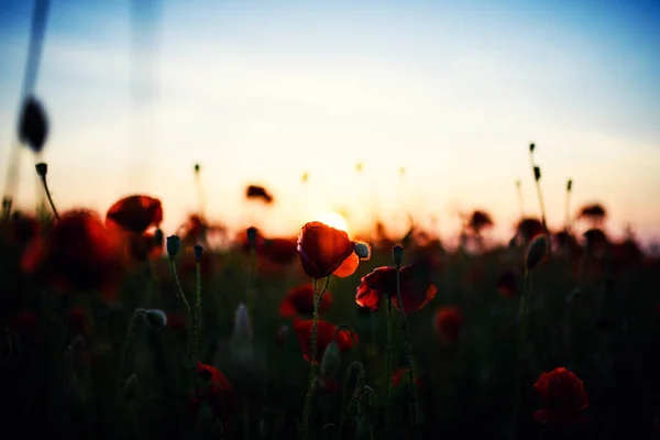 Hermoso campo de amapolas rojas en la luz del atardecer —  Fotos de Stock