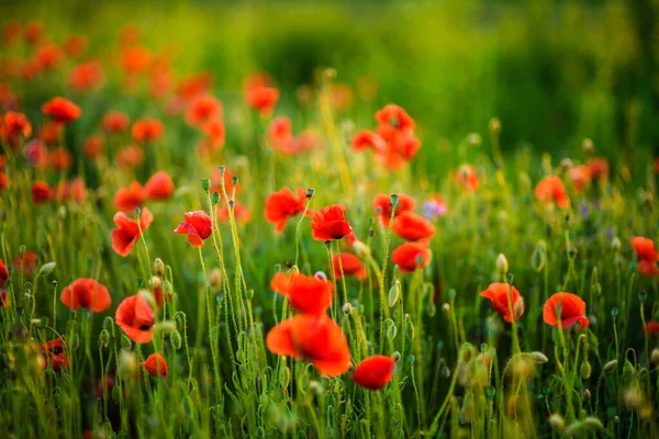 Beautiful field of red poppies in the sunset light — Stock Photo, Image