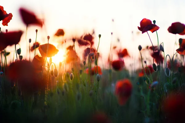 Hermoso campo de amapolas rojas en la luz del atardecer — Foto de Stock