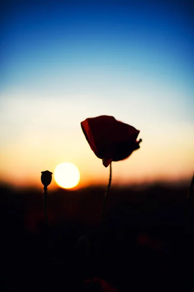 Beau champ de coquelicots rouges dans la lumière du coucher du soleil — Photo