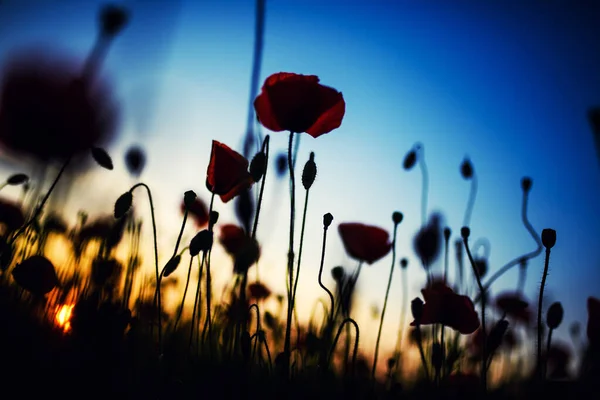 Wunderschönes Feld roter Mohnblumen im Licht des Sonnenuntergangs — Stockfoto