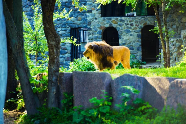 美しい強大なライオン — ストック写真