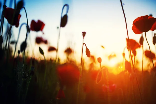 Vackert fält av röda vallmo i solnedgången ljus — Stockfoto
