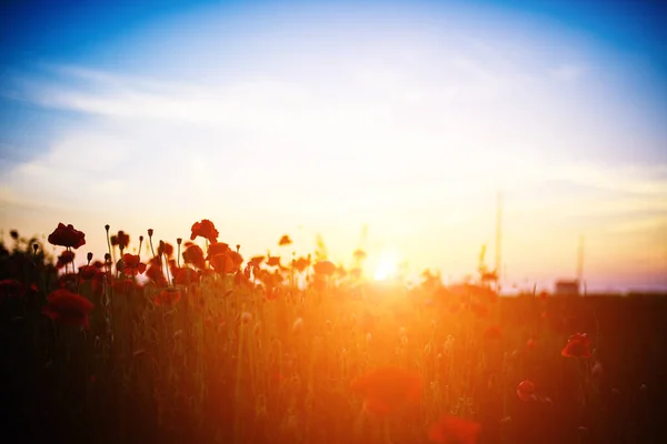 Hermoso campo de amapolas rojas en la luz del atardecer —  Fotos de Stock