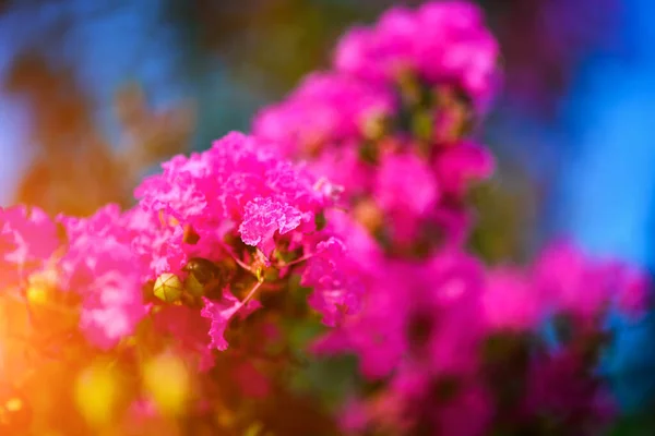 Красивый Фон Весенних Цветов — стоковое фото