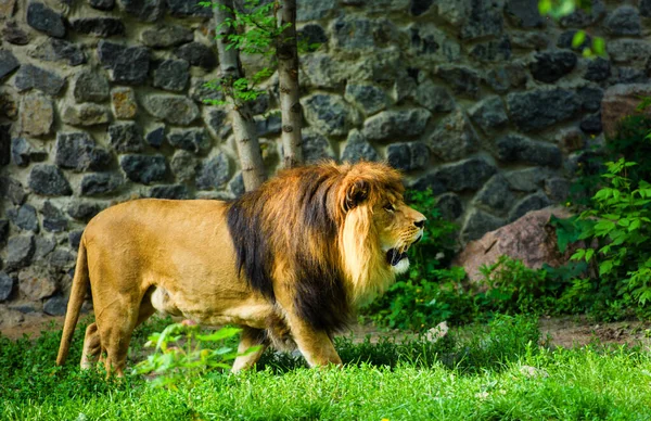 Vackra mäktiga lejonet — Stockfoto