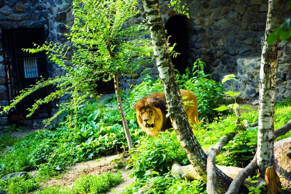 Hermoso león poderoso — Foto de Stock