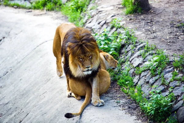 Lion and Lioness — Stock Photo, Image