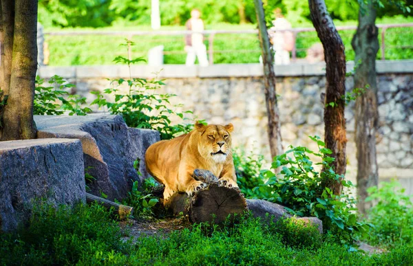 Retrato de uma leoa africana (Panthera leo ) — Fotografia de Stock