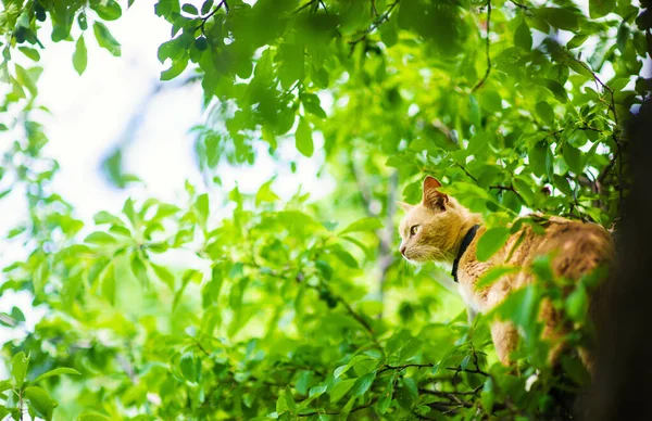 Rode kat op een boom — Stockfoto