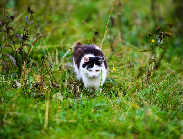 Hunting cat jumping through grass — Stock Photo, Image