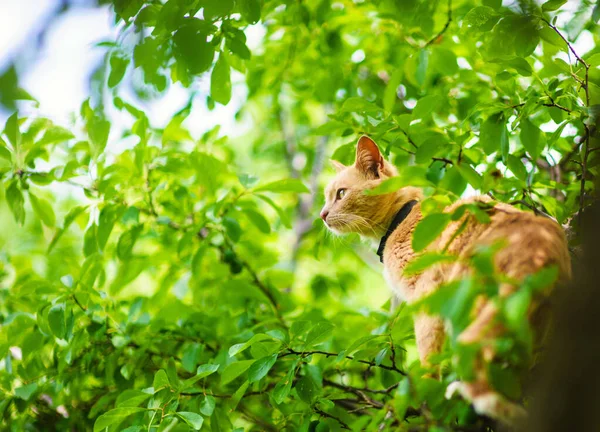 Rode kat op een boom — Stockfoto