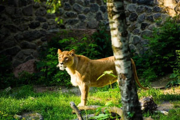 Retrato de uma leoa africana (Panthera leo ) — Fotografia de Stock