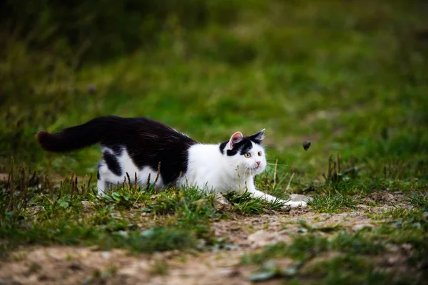 Caça gato saltando através de grama — Fotografia de Stock