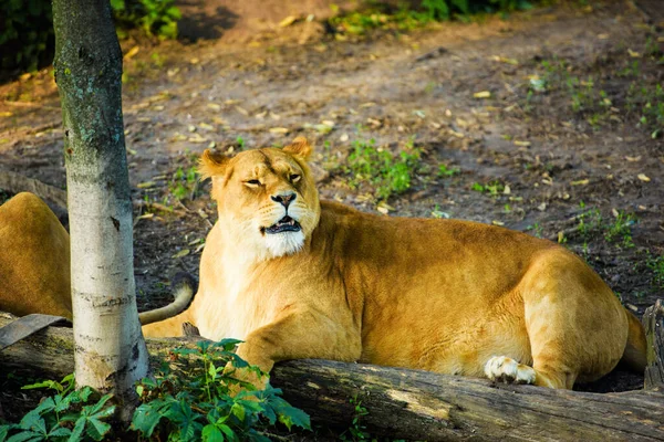 Retrato de una leona africana (Panthera leo ) — Foto de Stock