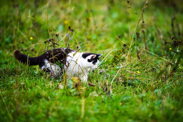 Caça gato saltando através de grama — Fotografia de Stock