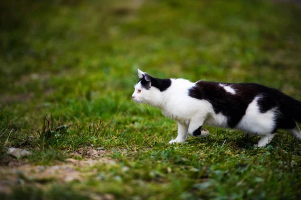 狩猟の猫草をジャンプ — ストック写真