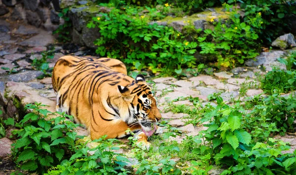 Красива Тигрова Тварина Фоні — стокове фото