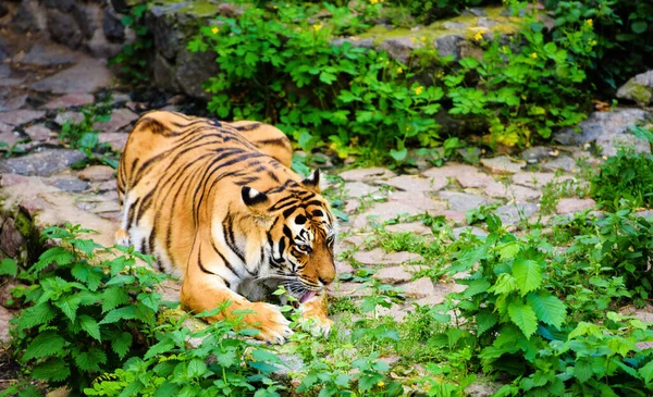Hermoso Animal Tigre Fondo —  Fotos de Stock
